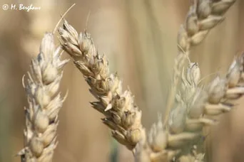 Close-up of ripe heads of wheat